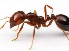 光譜分析技術助力監測紅火蟻