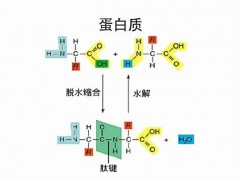 工業廢氣搖身一變合成蛋白 全球首次實現規模化一氧化碳合成蛋白質